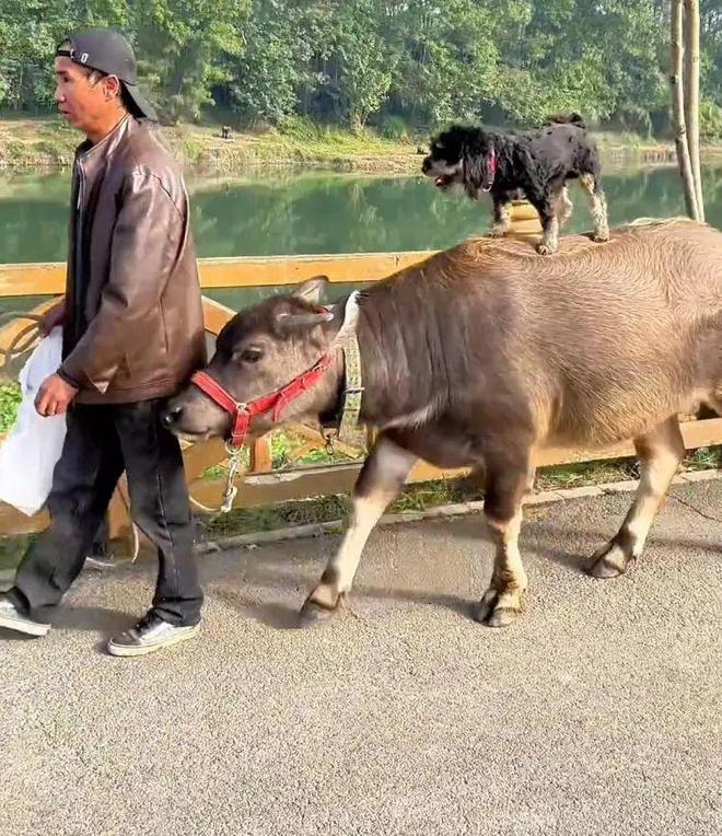 罗男和大水牛「妞妞」人牛情深。（视截截屏）
