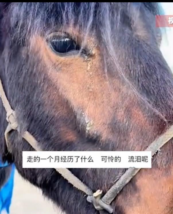 蒙古马和牠的主人。(视频截屏)