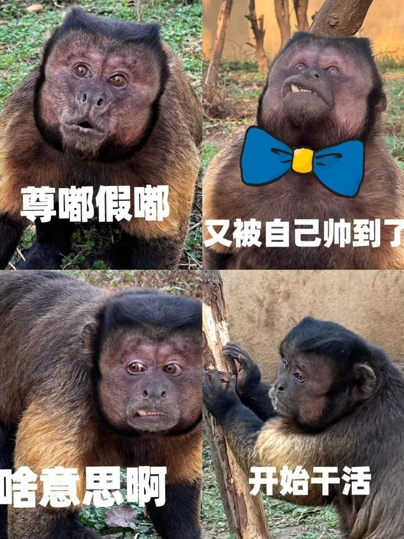 黑帽悬猴大壮有着一张国字脸，丑萌模样红出圈。(取材自大皖新闻)
