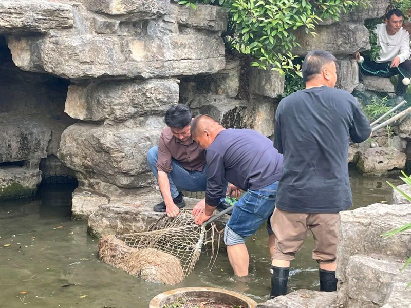 扬州市茱萸湾动物园内的水豚家族，日前3只都出逃。(取材自茱萸湾风景区管理处)