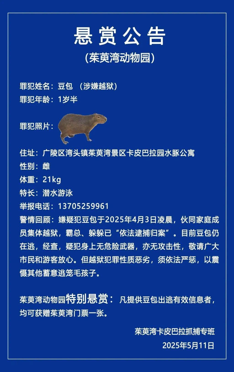 扬州市茱萸湾动物园内的水豚家族，日前3只都出逃。(取材自茱萸湾风景区管理处)