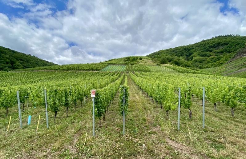德国莫瑟尔河（Mosel）蜿蜒穿过山谷，沿岸陡坡种满葡萄藤，是德国最具代表性的雷司令白葡萄酒产区之一。面对气候变迁与消费萎缩等挑战，当地许多家族酒庄正努力维持酿酒传统。中央社