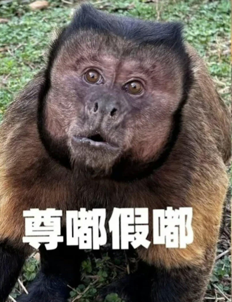 大壮爆红出现表情包。(取材自微博)