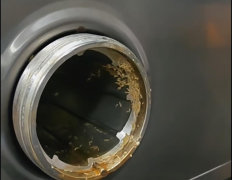 家长拍到浙江宁波余姚市姚北实验学校食堂绞肉机中有大量蠕动的活蛆。(取材自大风新闻)