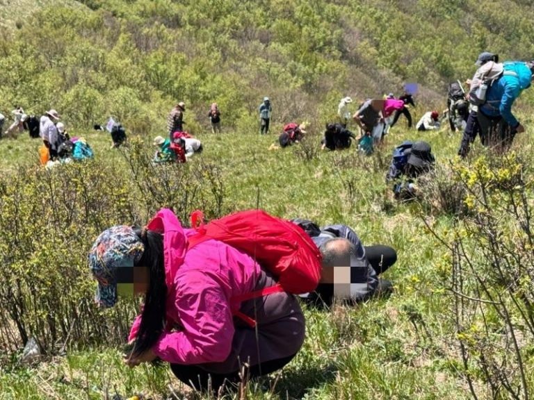 随意采摘野韭菜将破坏高山草地。(取材自北京日报)
