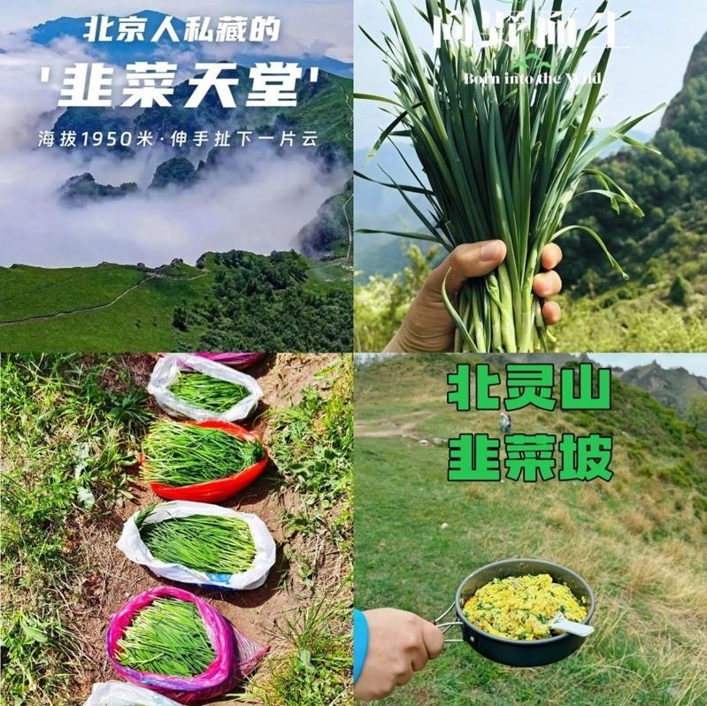 随意采摘野韭菜将破坏高山草地。(取材自北京日报)