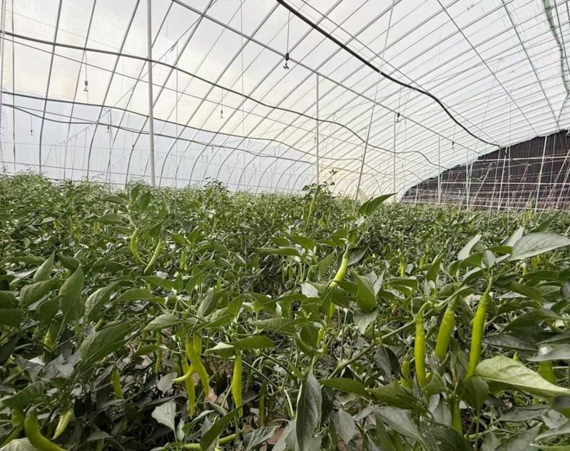 河北省望都县辣椒产业采用现代化温室技术，实现辣椒产量最大化，较传统露天种植增产30%以上。(樊嘉琳／摄影)