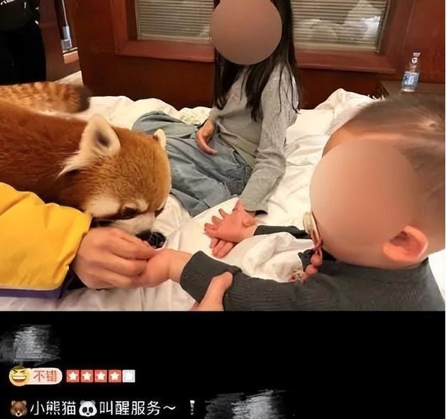 重庆一酒店小熊猫推出叫早服务，小熊猫直接爬上客房的床。(取材自极目新闻)