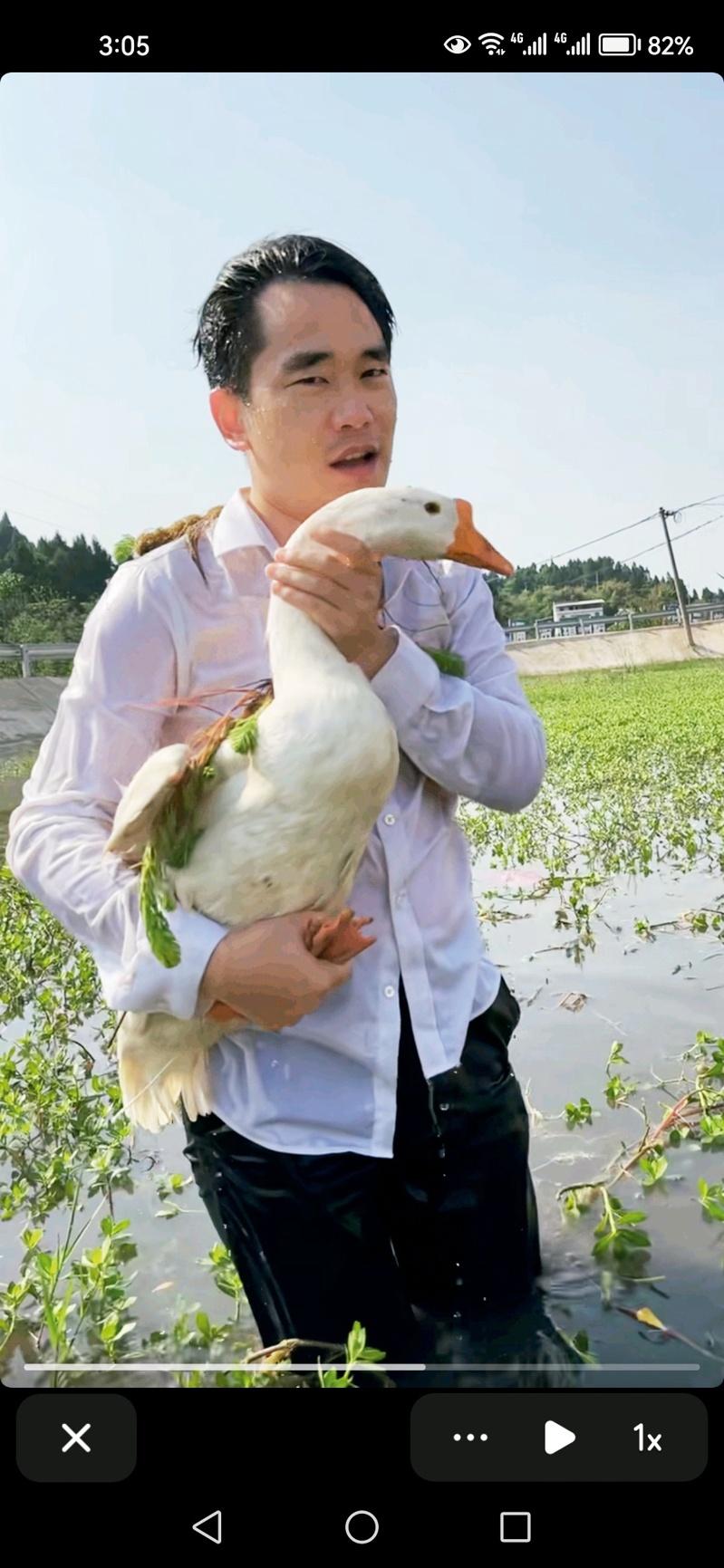 年长又带有乡土情怀的村支书直播颇受欢迎。图为陕西省西安市高陵区何村村支书史安民（左）正在芹菜地中直播。（中新社）