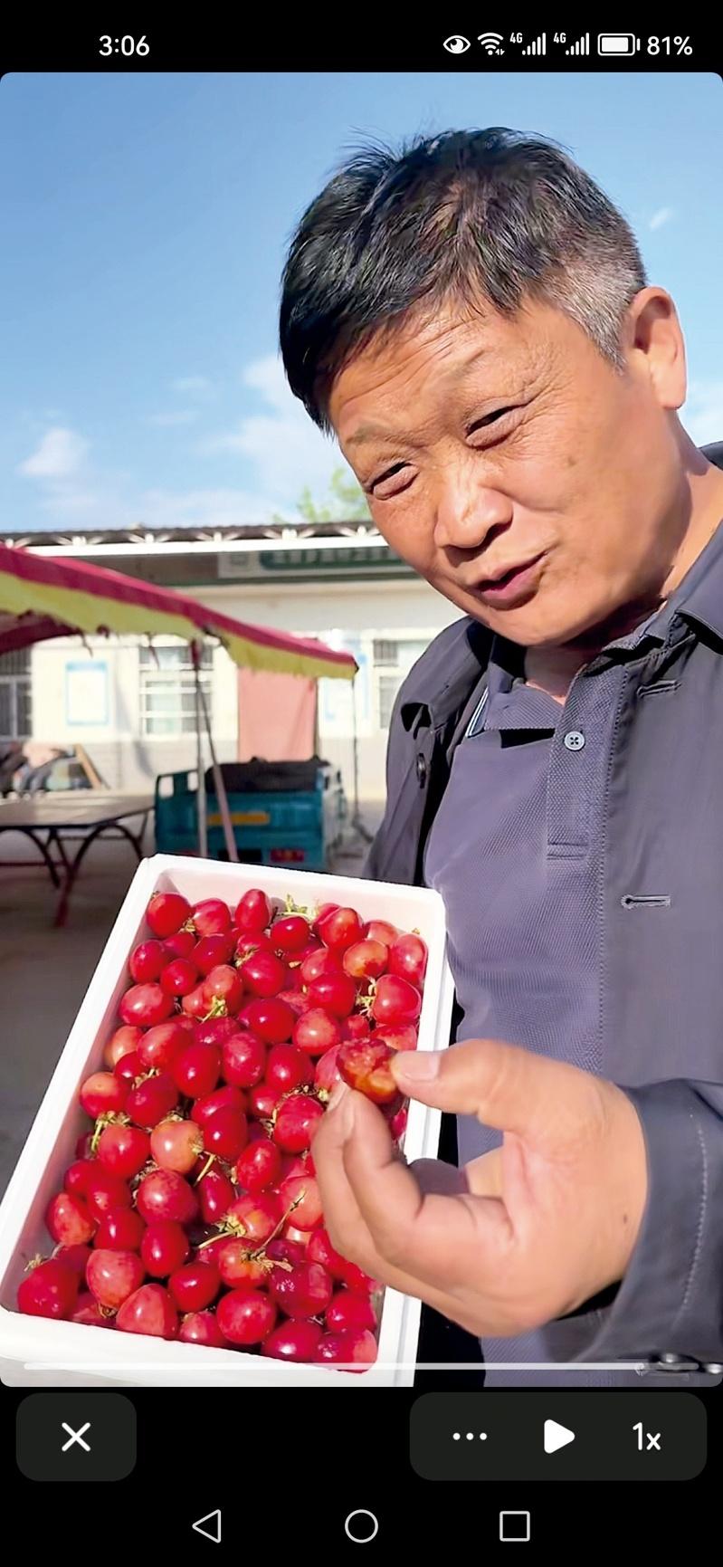 年长又带有乡土情怀的村支书直播颇受欢迎。图为陕西省西安市高陵区何村村支书史安民（左）正在芹菜地中直播。（中新社）