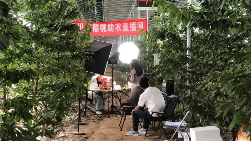 年长又带有乡土情怀的村支书直播颇受欢迎。图为陕西省西安市高陵区何村村支书史安民（左）正在芹菜地中直播。（中新社）