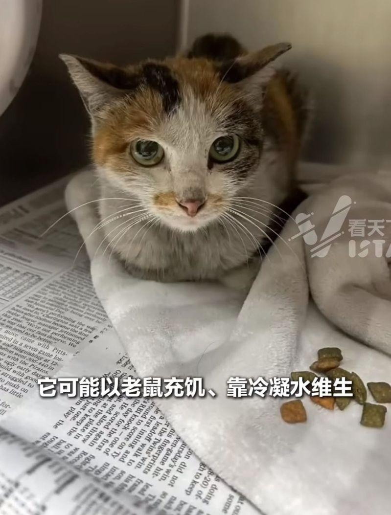 小猫瘦骨嶙峋但没有外伤。(取材自Vista看天下/视频截屏)