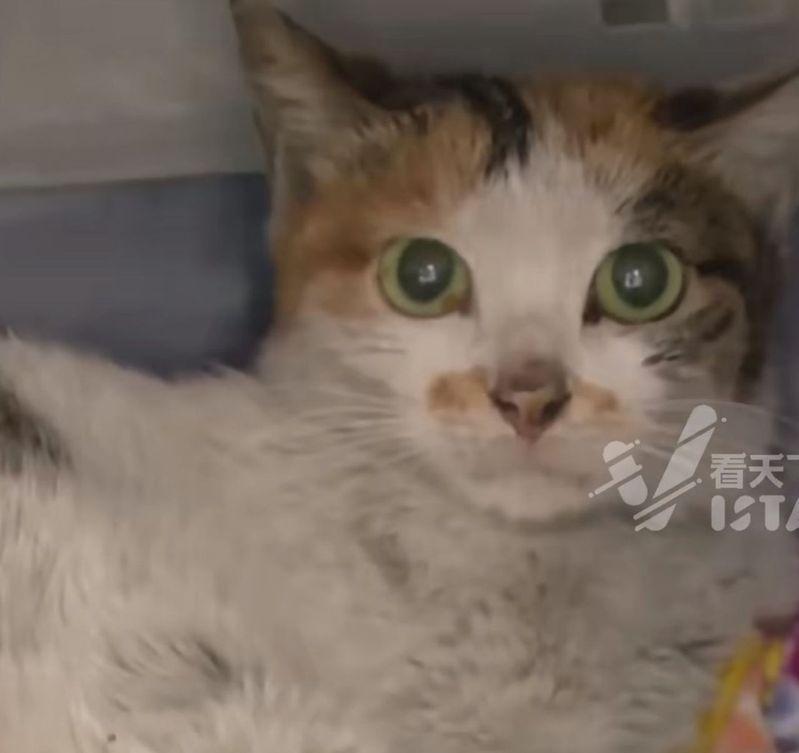 小猫瘦骨嶙峋但没有外伤。（取材自Vista看天下／视频截屏）