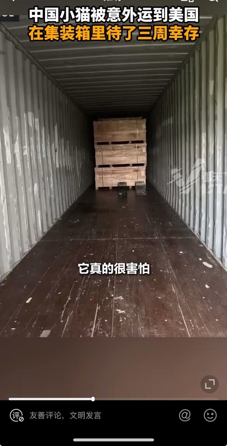 小猫瘦骨嶙峋但没有外伤。（取材自Vista看天下／视频截屏）