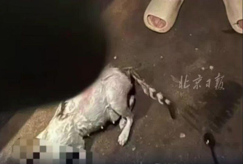 猫咪被发现时已经死亡。(取材自北京日报)