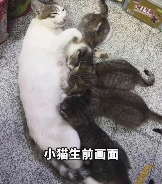 猫咪被发现时已经死亡。（取材自北京日报）
