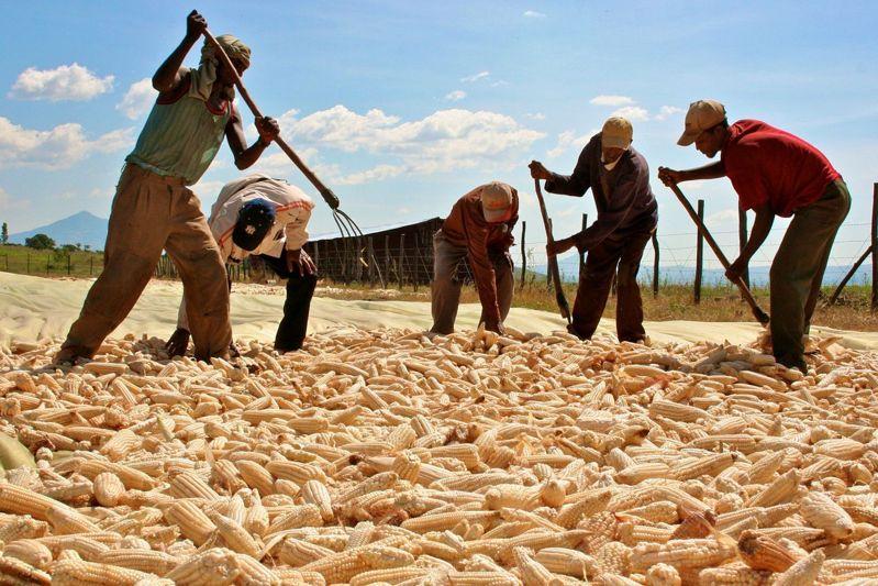 印度不愿调降大豆、玉米等关税。(路透数据照片)