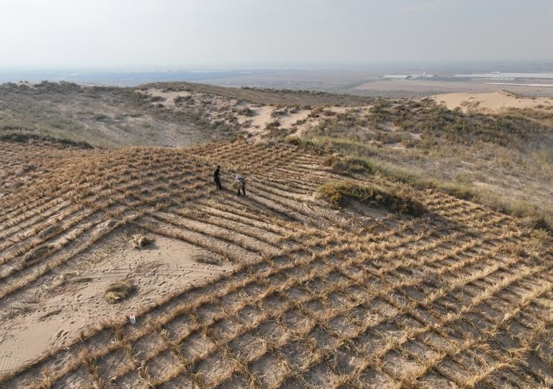 截至2025年，毛乌素林地面积已达3.3万平方公里，相当于两个北京市的面积。(取材自微博)