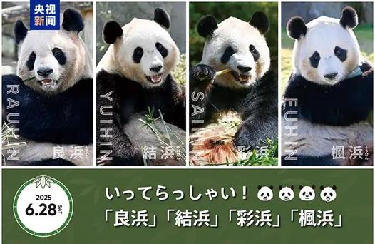 歌山县「冒险世界」4只旅日大猫熊27日是最后一天公开亮相，日本粉丝赶来和猫熊惜别。(央视截屏)