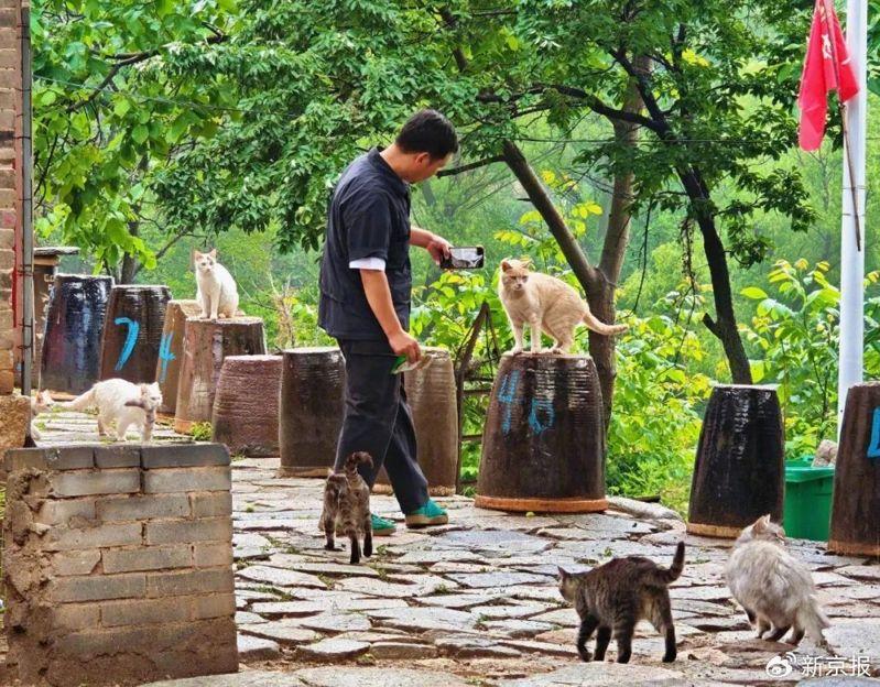 「猫村」原名东坪村，到处都是充满趣味的的猫咪涂鸦。(取材自河北日报)