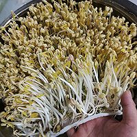 发绿豆芽的做法图解12