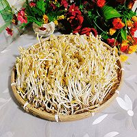 发绿豆芽的做法图解17