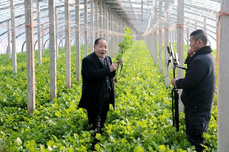 年长又带有乡土情怀的村支书直播颇受欢迎。图为陕西省西安市高陵区何村村支书史安民(左)正在芹菜地中直播。(中新社)