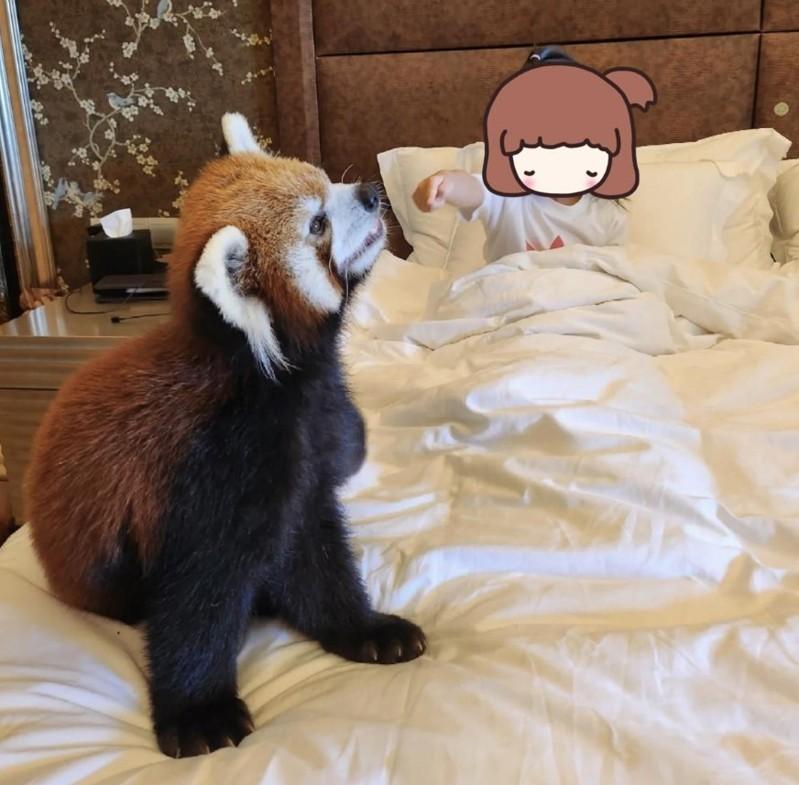 重庆一酒店小熊猫推出叫早服务,小熊猫直接爬上客房的床。(取材自极目新闻)