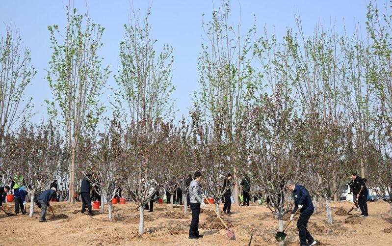 中国近来有关年轻干部违纪的讨论,引发关注。图为中央各部门干部响应植树活动。示意图,非新闻当事者。(新华社)