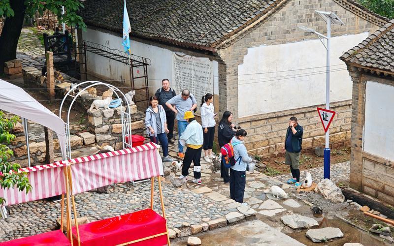 「猫村」原名东坪村，到处都是充满趣味的的猫咪涂鸦。(取材自河北日报)