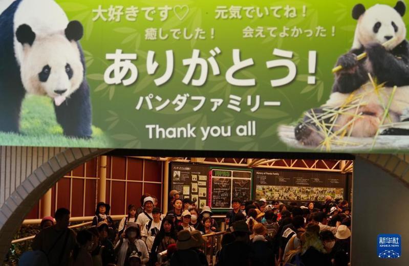 6月27日是四只熊猫向公众公开亮相的最后一天，大批从日本各地赶来的民众来到园区向熊猫告别。（图／取自央视）