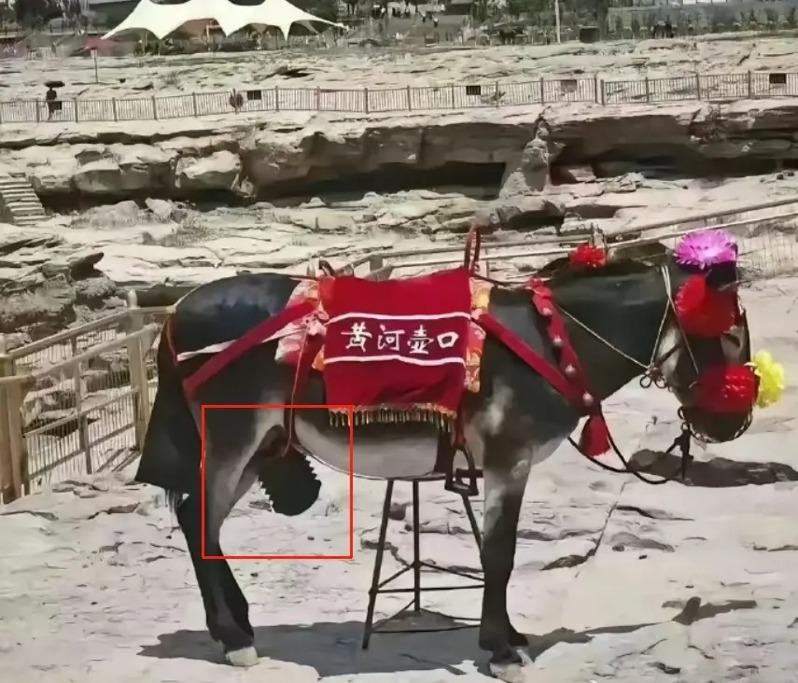 陕西知名景区黄河壶口瀑布的驴子近日被发现下体套着一个「遮羞套」,原因是一位女游客检举称「露出生殖器有伤风化」。(视频截屏)