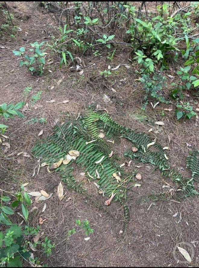 苍山捡菌子已经成为热门旅游，许多游客都追求能拍出「爆筐」照片。（取材自小红书）