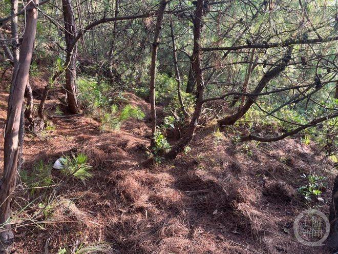 苍山捡菌子已经成为热门旅游，许多游客都追求能拍出「爆筐」照片。（取材自小红书）