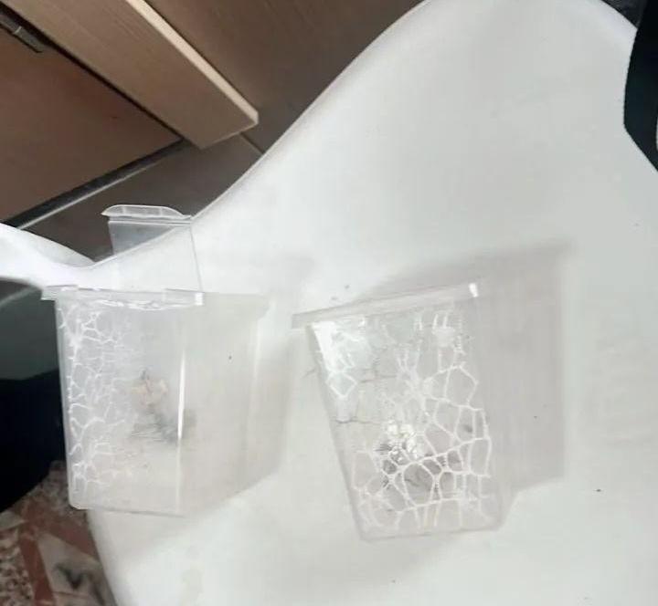 魔花螳螂被当宠物贩售，曾传出一只300元人民币的高价。(取材自央视网)
