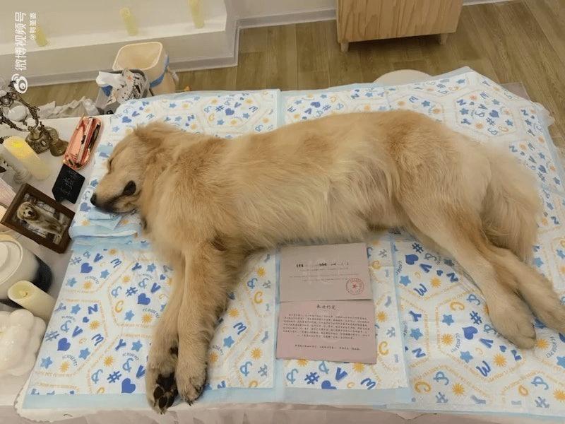 湖南永州一只黄金猎犬疑似在餐厅内遭遇暴力,6分钟后被拖出店舖后死亡。(取材自微博)