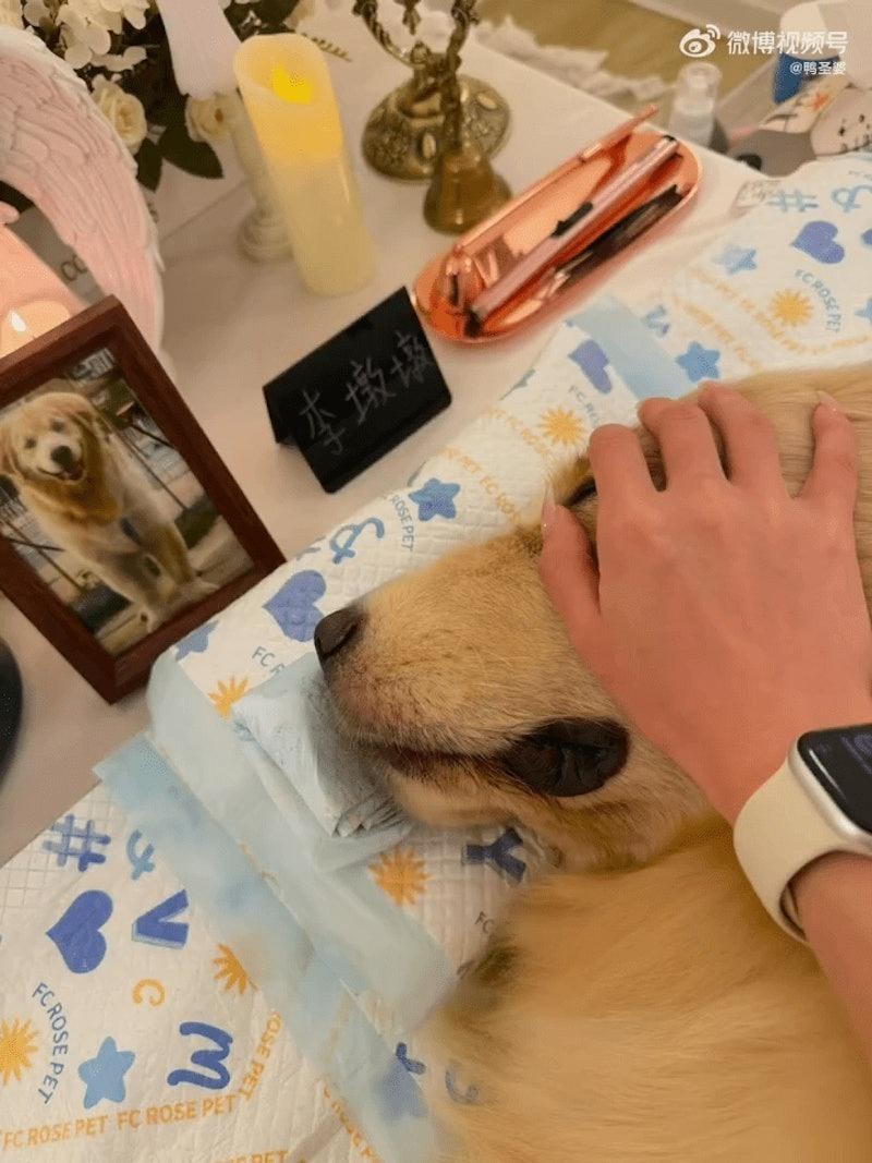 湖南永州一只黄金猎犬疑似在餐厅内遭遇暴力，6分钟后被拖出店舖后死亡。(取材自微博)