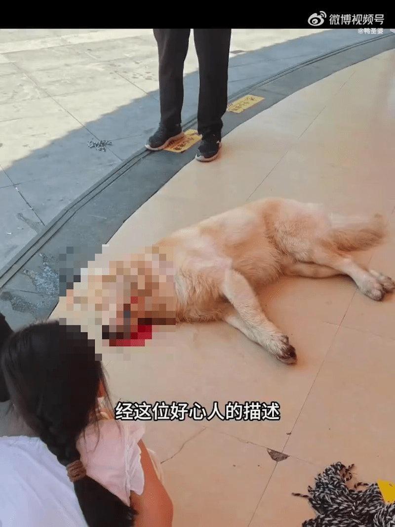 湖南永州一只黄金猎犬疑似在餐厅内遭遇暴力，6分钟后被拖出店舖后死亡。(取材自微博)