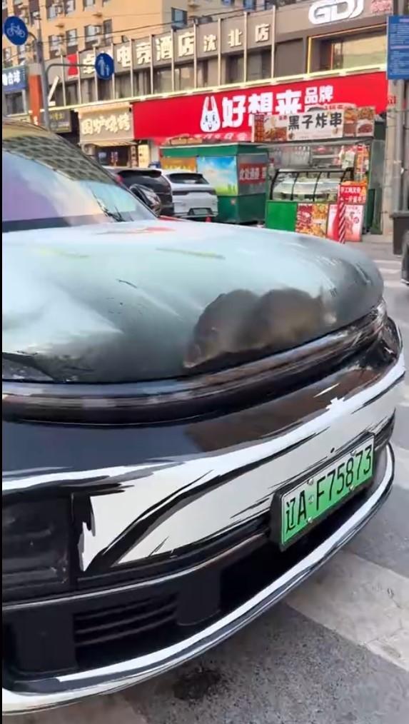 引擎盖车衣中的鱼。(取材自极目新闻)
