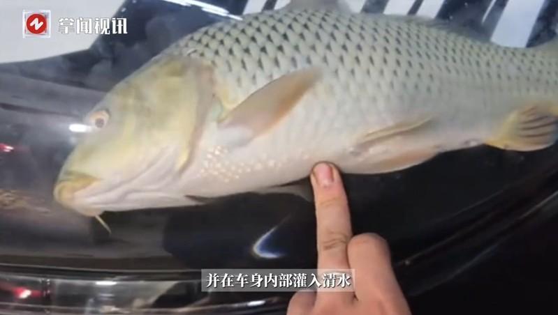 引擎盖车衣中的鱼。(取材自极目新闻)
