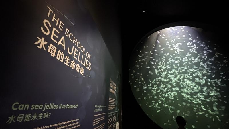 新加坡知名景点S.E.A海洋馆经过扩建将于7月底对外开放，新馆更名为新加坡海洋生态馆（Singapore Oceanarium），希望在场馆设计中融入海洋保育、研究与教育观念。中央社