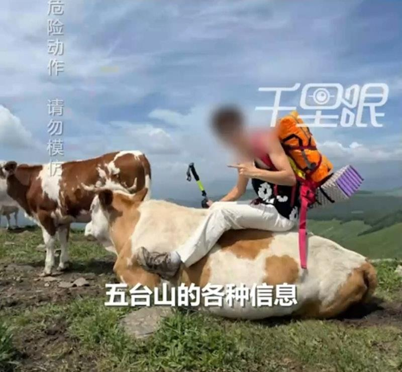 游客遭牛群围攻踩踏 。(视频截屏)