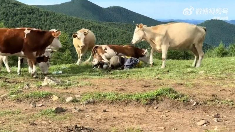 游客遭牛群围攻踩踏 。(视频截屏)
