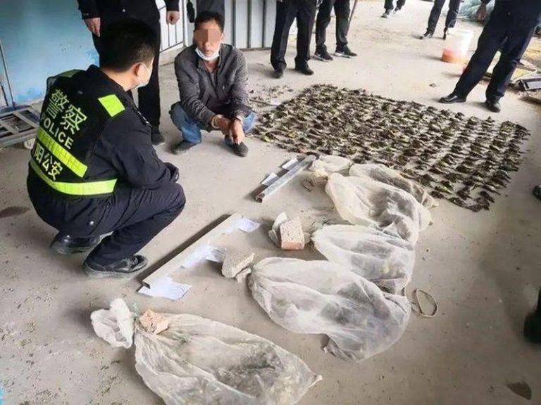 滨阳公安查获被非法猎捕的禾花雀。（取材自红星新闻）