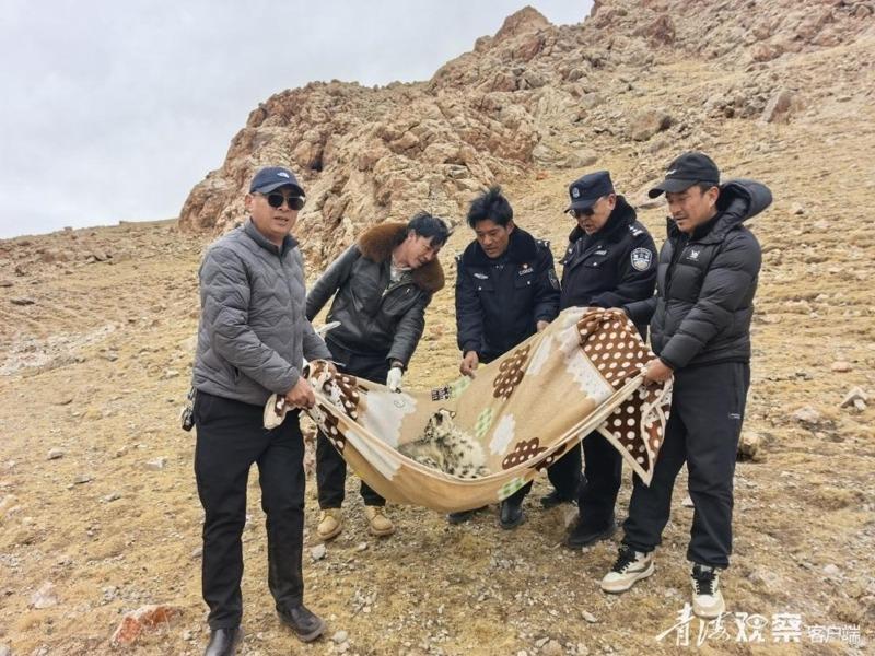 「凌小蛰」在兽医师的怀中，露出一脸萌样。（取材自微博）