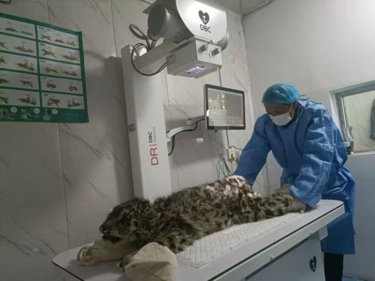 「凌小蛰」在兽医师的怀中，露出一脸萌样。（取材自微博）