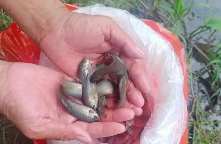 佛山禅城为防控屈公病疫情,投放5000多条「灭蚊鱼」,要以生物防治方式消灭病媒蚊。(取材自南方都市报)