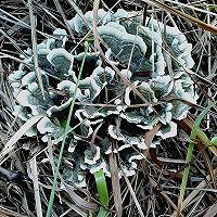 菌中贵族—干巴菌的做法图解1