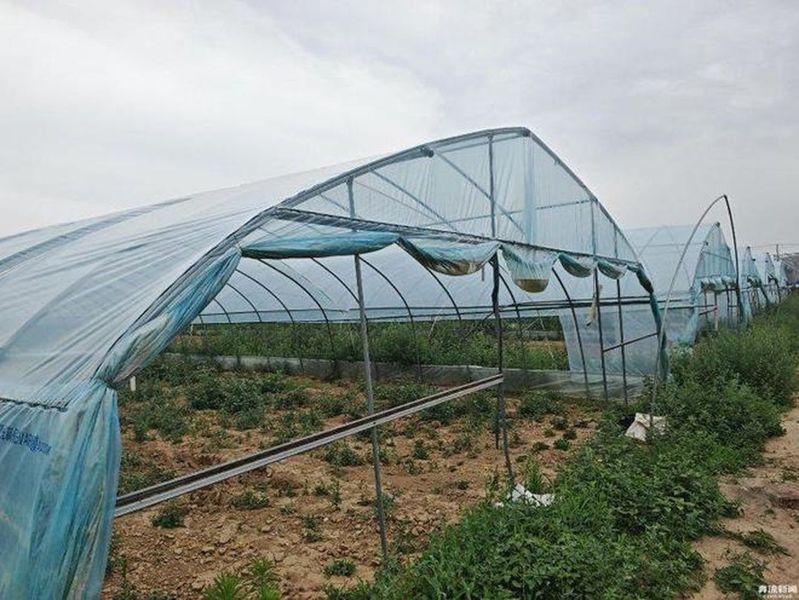 甘肃菜农承包的大棚。(取材自奔流新闻)