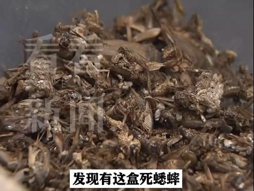 黄姓女子靠着各种花式「白嫖」，在上海过了两个月。（视频截屏）